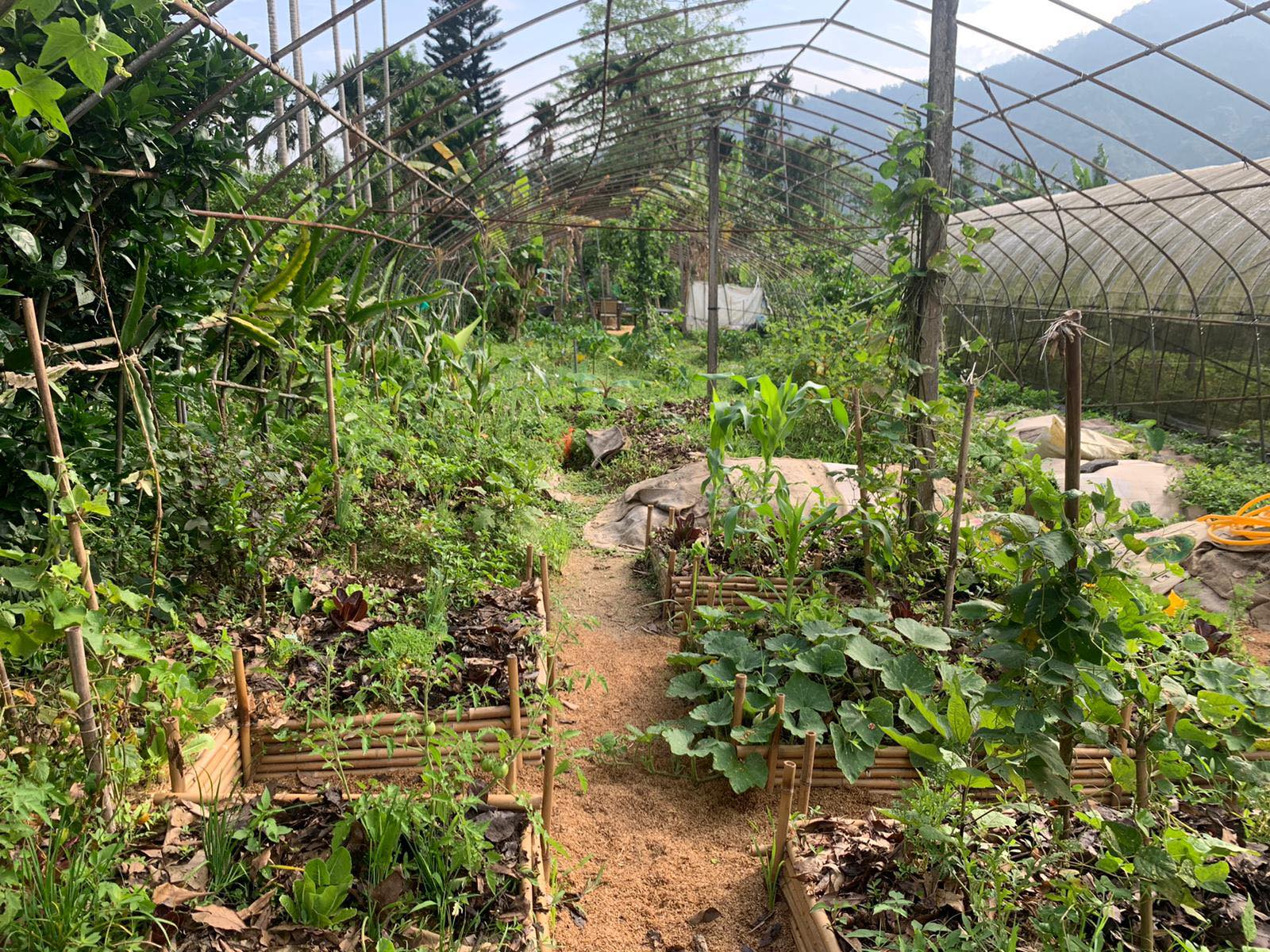 A vegetable garden in a greenhouse show's Clarissa Wei's garden.