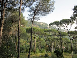 Alessandra Bergamin Reported On The Environmental Impact of The War in Southern Lebanon